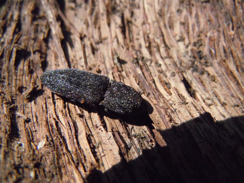 Lacon punctatus con acari